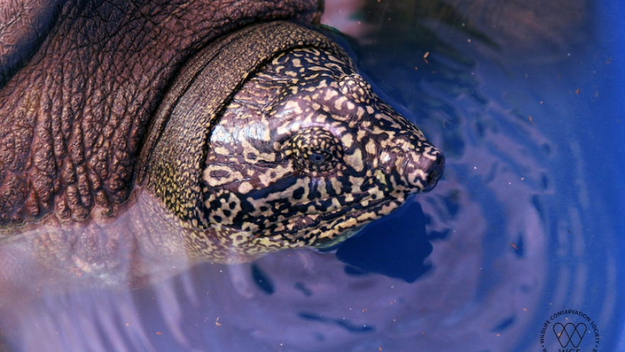 World’s most endangered turtle found in Hanoi's Dong Mo lake